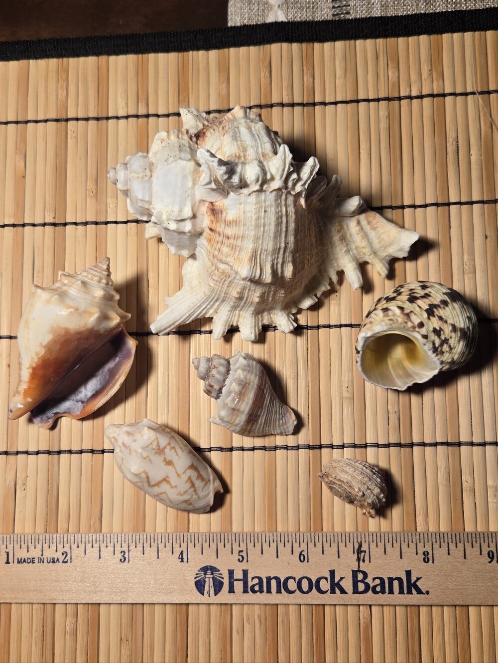 5 Beautiful Sea Shells